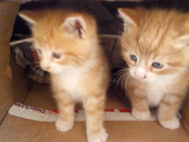 siberian kittens for sale gumtree